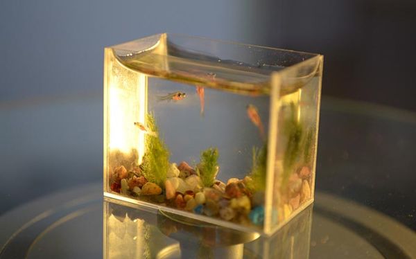 Small Fry – the tiny fish tank_1
